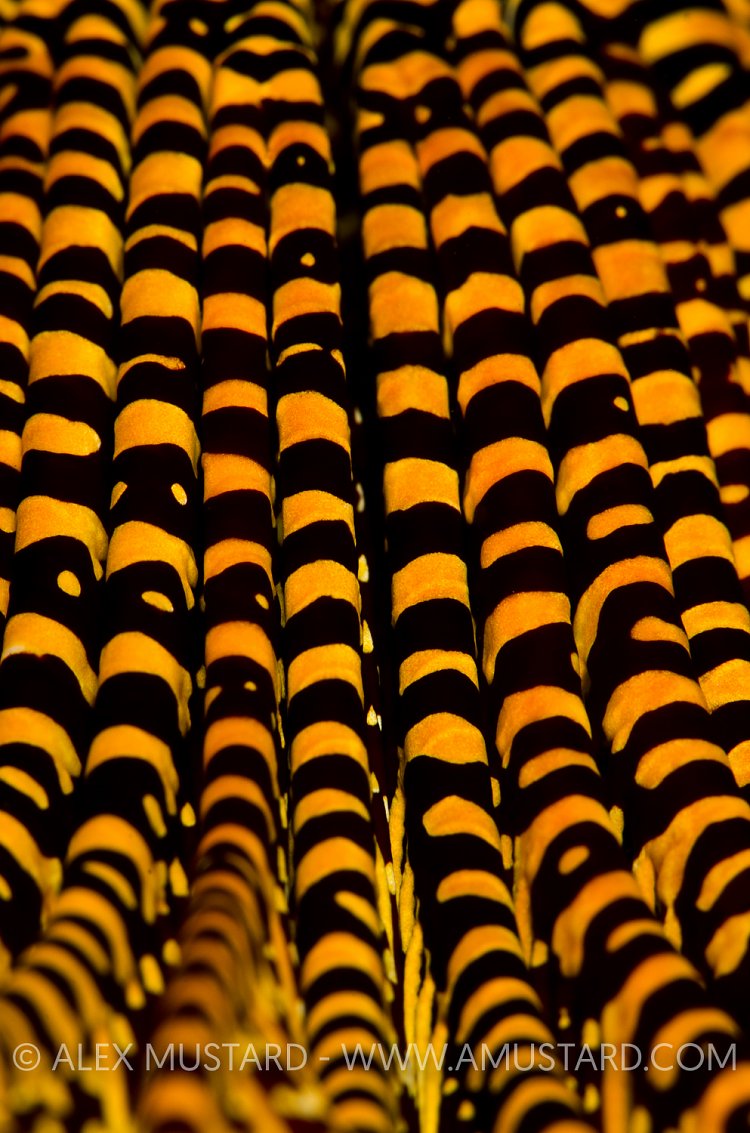 Crinoid Detail. Indonesia