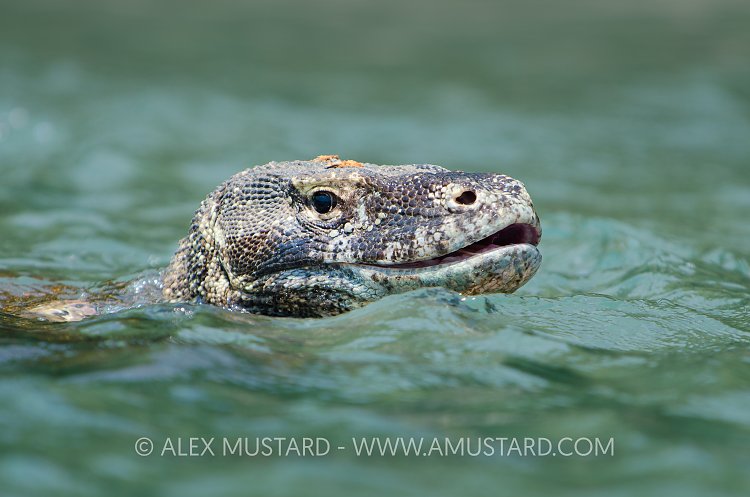 Komodo dragon (Varanus komodensis) swimming. Nusa Kode, Rinca Island, Komodo National Park, Indonesia. Horseshoe Bay, Sawu Sea.