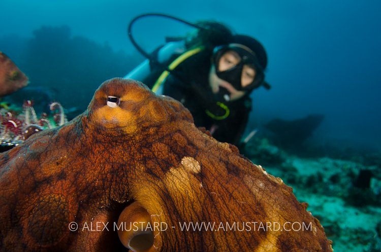 Octopus Encounter. Komodo, Indonesia.