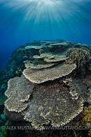 Breakfast Tables. Indonesia