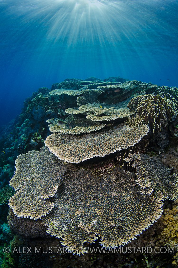 Breakfast Tables. Indonesia