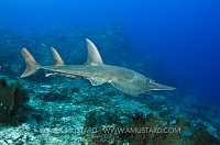 Giant Guitarfish. Komodo, Indonesia.