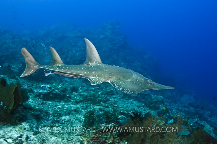 Giant Guitarfish. Komodo, Indonesia.
