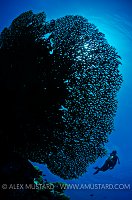 Diver And Table Coral Silhouette. Indonesia