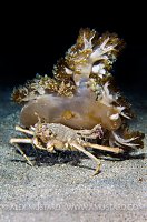 Jellyfish Carry Crab. Komodo, Indonesia