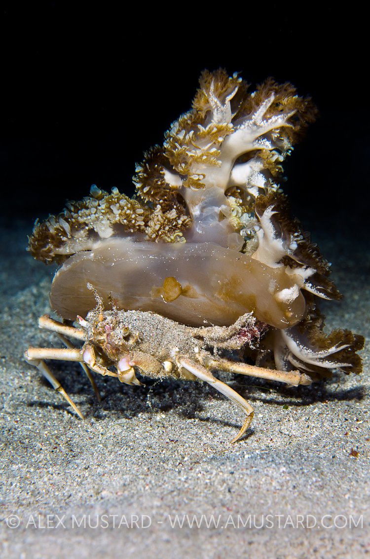 Jellyfish Carry Crab. Komodo, Indonesia