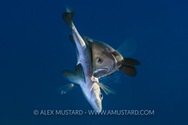 Black Hamlet Spawning. Cayman Islands