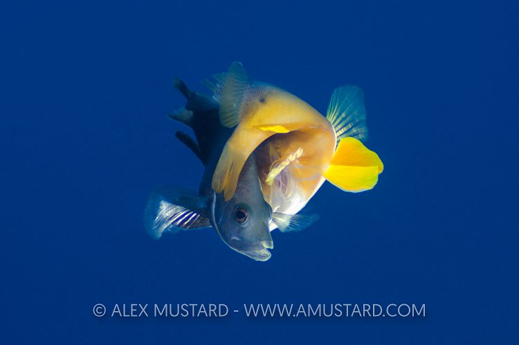 Hamlet Hybridisation. Cayman Islands