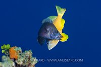 Hamlet Hybridisation. Cayman Islands