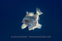 Barred Hamlets Spawning. Cayman Islands