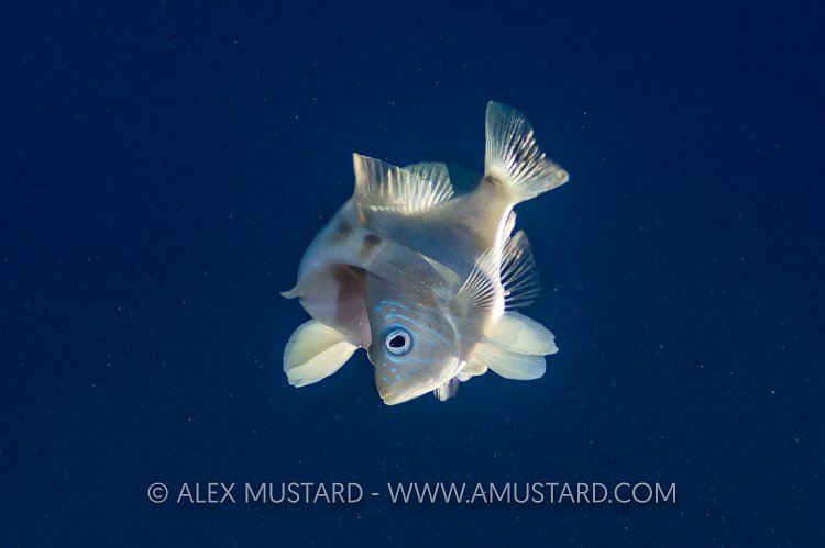 Barred Hamlets Spawning. Cayman Islands