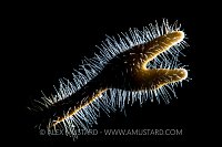 Fire Coral Polyps. Cayman Islands