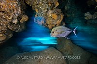 Black Jack Blur. Cayman Islands