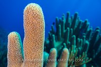 Pillar Coral. Cayman Islands.