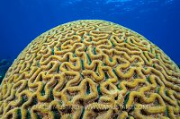 Brain Coral. Cayman Islands