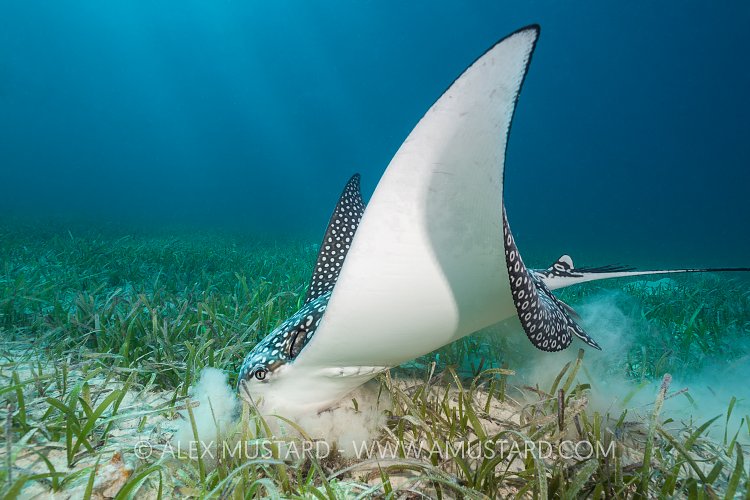 Feeding Eagle Ray. Cayman Islands.