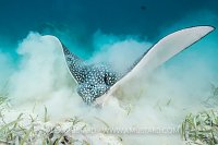 Feeding Eagle Ray. Cayman Islands.