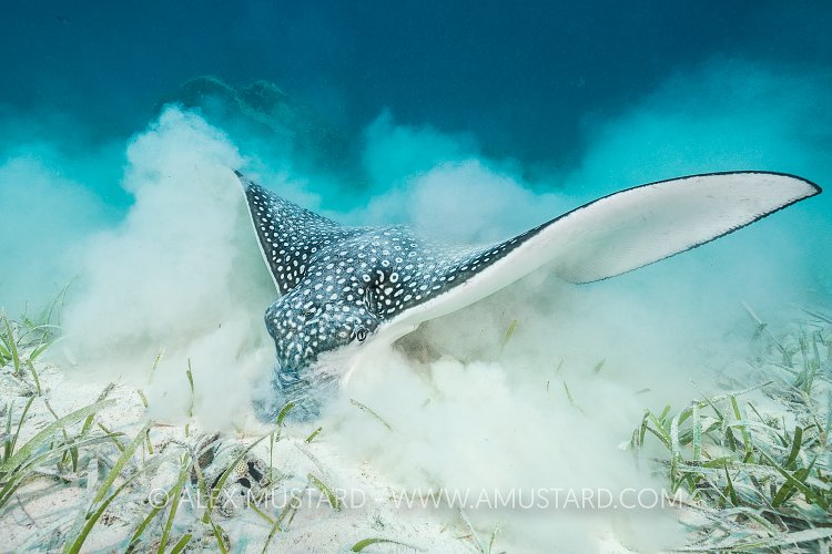 Feeding Eagle Ray. Cayman Islands.