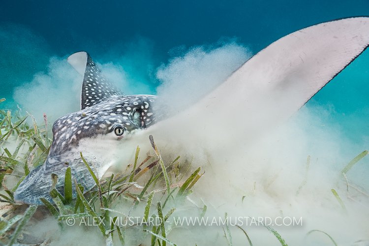 Feeding Eagle Ray. Cayman Islands.