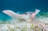 Eagle Ray Feeding. Cayman Islands.