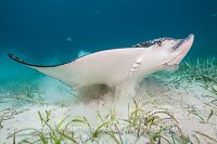 Eagle Ray Feeding. Cayman Islands.