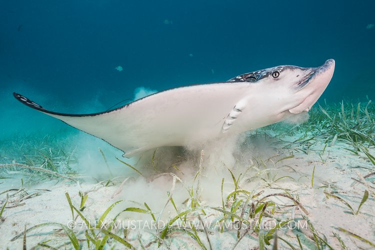Eagle Ray Feeding. Cayman Islands.