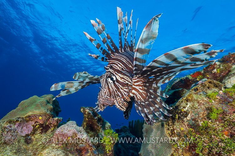 Lionfish Prowl. Cayman Islands