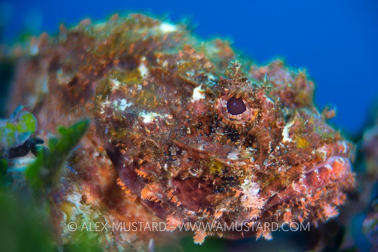 Shallow Depth Of Field Scorpion.  Cayman Islands