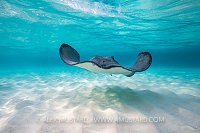 Southern Stingray. Cayman Islands