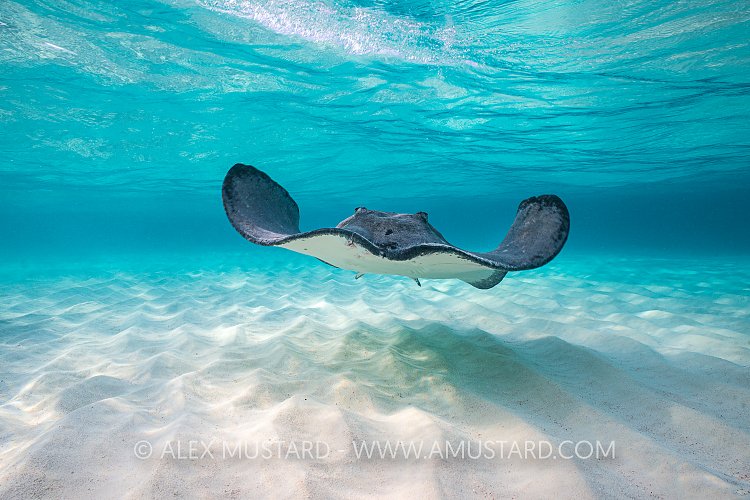 Southern Stingray. Cayman Islands