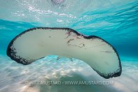 Southern Stingray. Cayman Islands