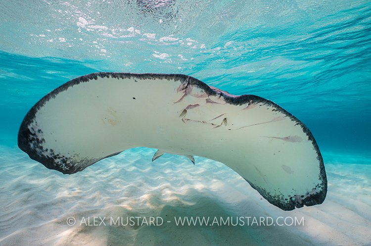 Southern Stingray. Cayman Islands