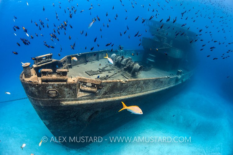 Kittiwake Bow With Fish. Cayman Islands