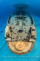 Kittiwake Bow With Fish. Cayman Islands