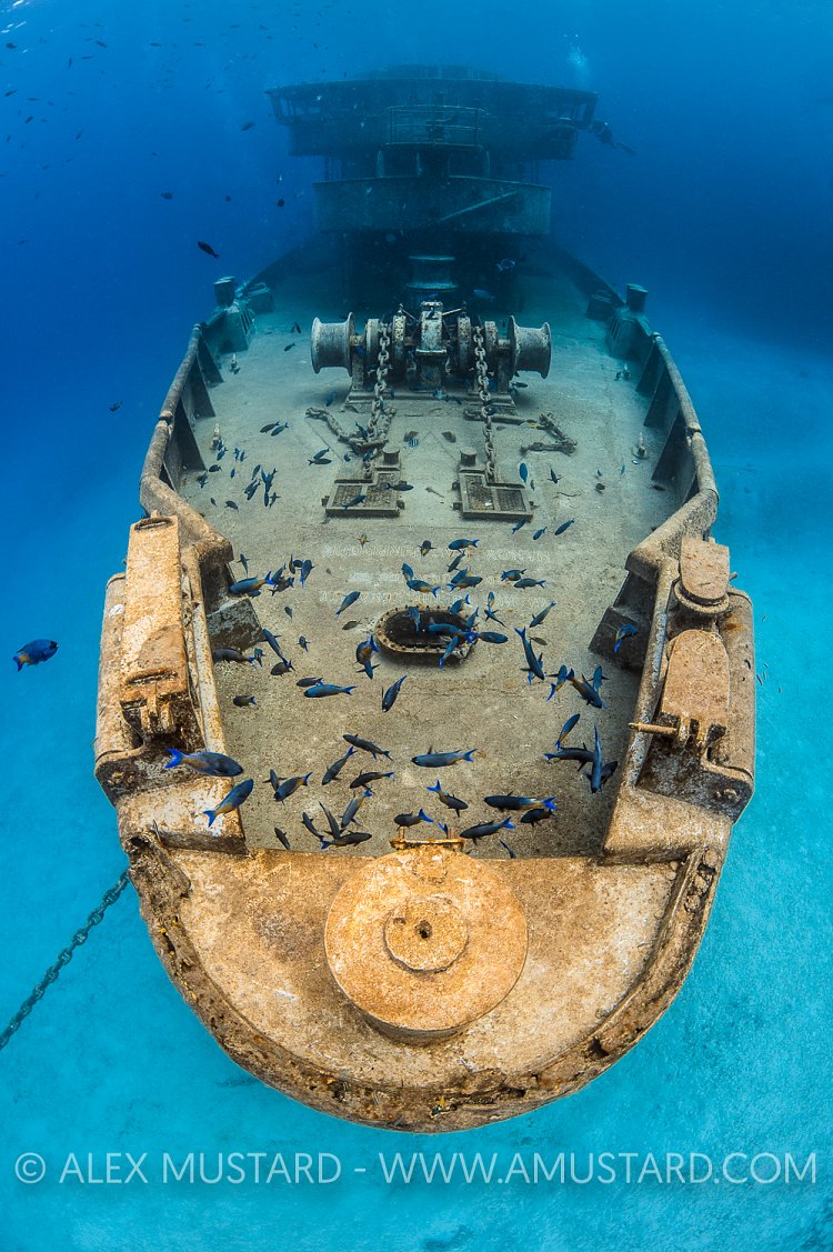 Kittiwake Bow With Fish. Cayman Islands