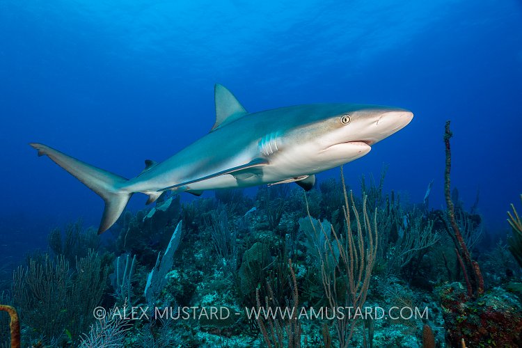 Reef Shark. Cayman Islands
