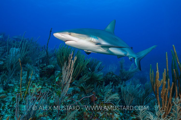 Reef Shark. Cayman Islands