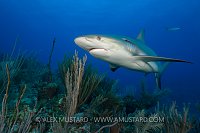 Reef Shark. Cayman Islands