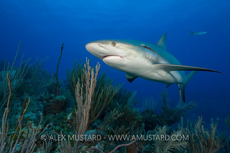 Reef Shark. Cayman Islands