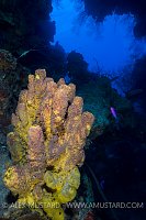 Sponge In Coral Canyon. Cayman Islands