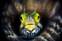 RRM Secretary Blenny. Cayman Islands