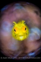 RRM Golden Roughhead. Cayman Islands