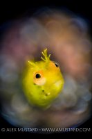 RRM Golden Roughhead. Cayman Islands