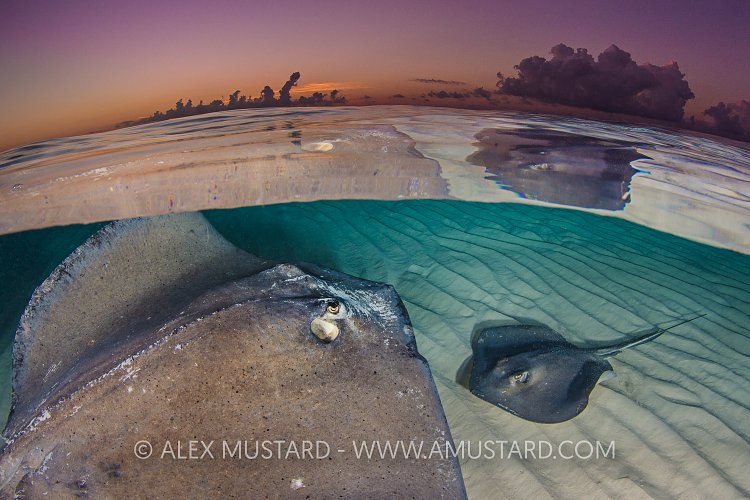 Stingray Rendez-vous. Cayman Islands