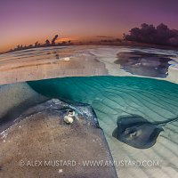 Stingray Rendez-vous. Cayman Islands