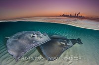 Stingray Sunrise. Cayman Islands.
