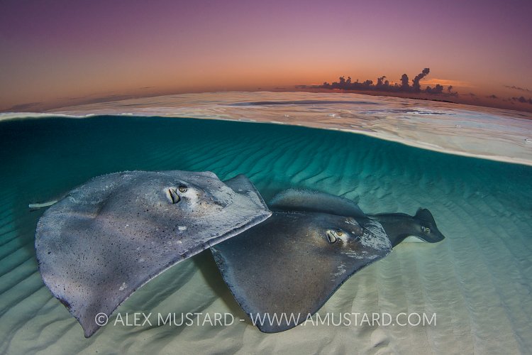 Stingray Sunrise. Cayman Islands.