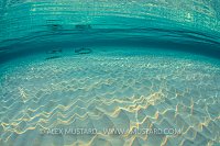 Stingrays At Dawn. Cayman Islands