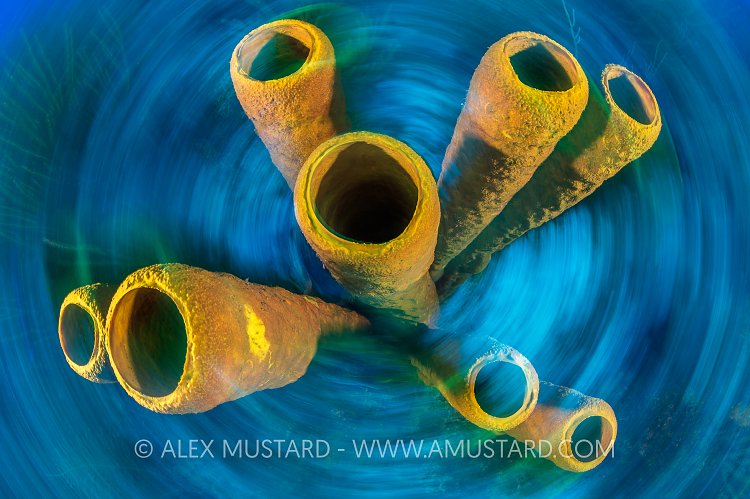 Tube Sponge Swirl. Cayman Islands