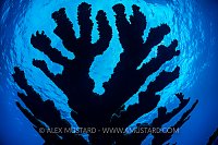 Staghorn Coral Silhouette. Cayman Islands